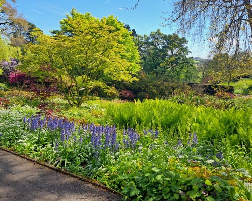 Bluebell garden shot