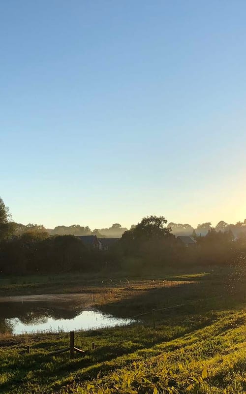 Queens marsh at daybreak